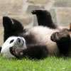 Two giant pandas from China heading to US