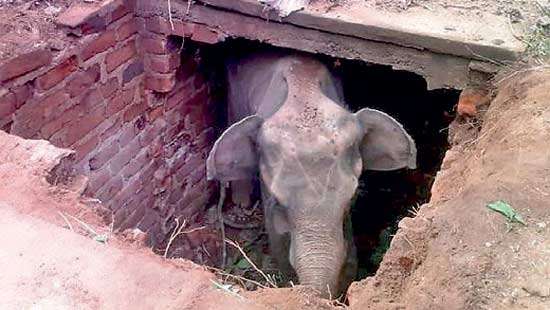 Wild elephant rescued from toilet pit at Moragoda