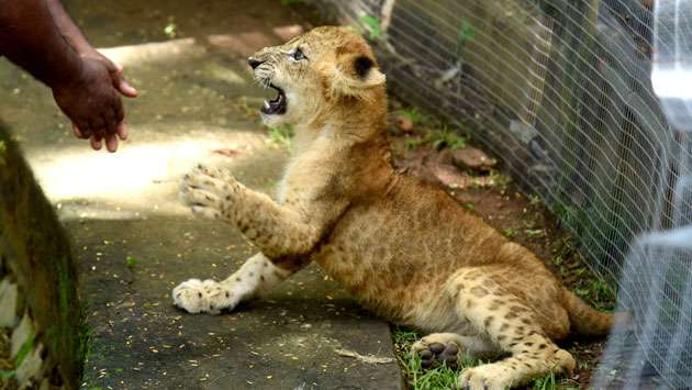 Lion cub named Haider