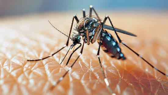 Don’t guess at home whether it’s dengue or flu-get checked early: Doctors