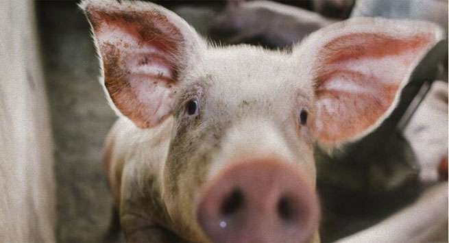 People in possession of pork to face legal action