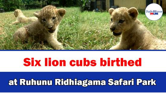 Six lion cubs birthed at Ruhunu Ridhiagama Safari Park