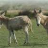 Donkey population in Kalpitiya at risk