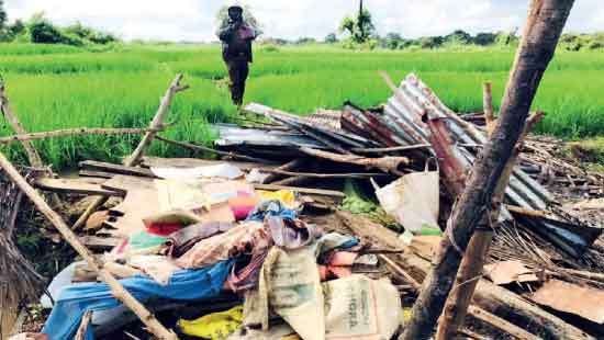 Woman killed, husband injured in wild elephant attack
