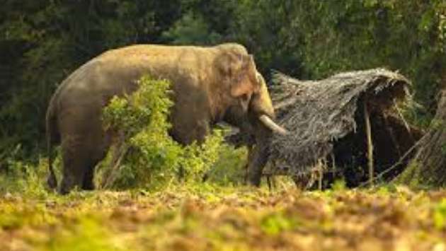 397 elephants die in Sri Lanka in 2025, human-elephant conflict a major cause