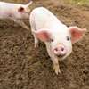 Concerns raised over disease spreading among pigs