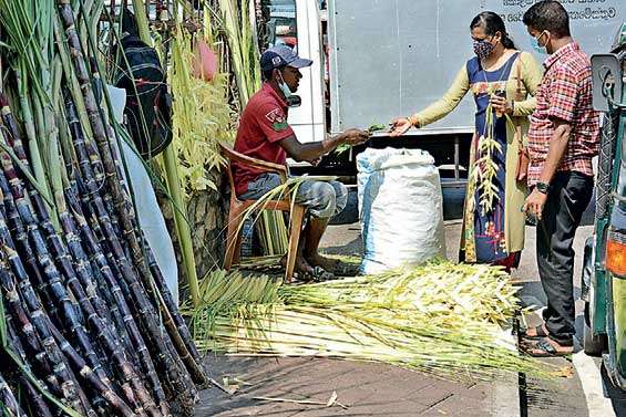 Hindus preparing for Thai Pongal Festival