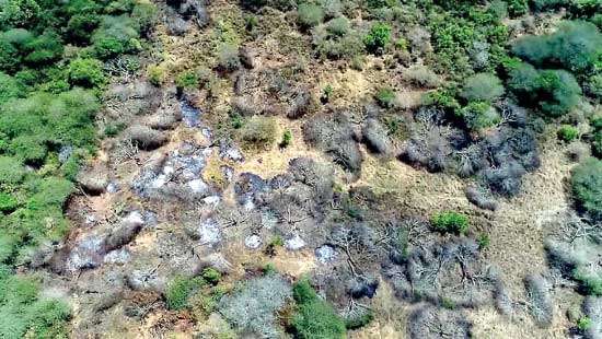 Life under lockdown impact on wildlife