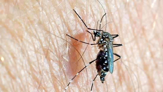 Battling Dengue with Multisectoral Approach