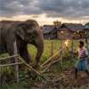 Government launches immediate measures to tackle human-elephant conflict