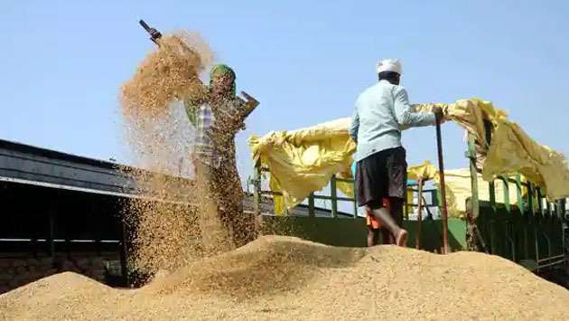 Farmers warn of artificial rice shortage during festive season