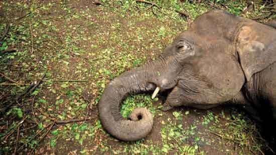 Birthrate slows among elephant population in Sri Lanka
