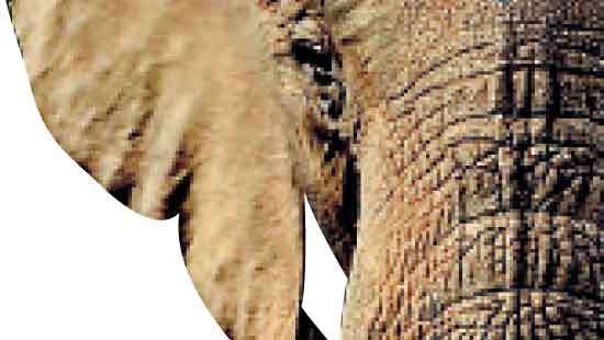 Tragic elephant deaths mount,  calls for swift action