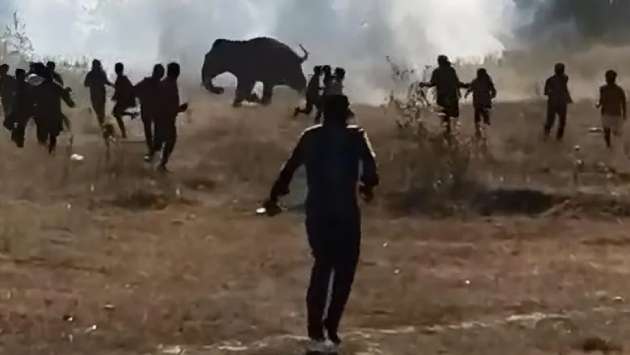 Elephant kills 20 in Indian state as rescue efforts continue