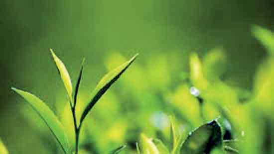 Quality concerns weigh on Sri Lanka tea prices despite increased supply