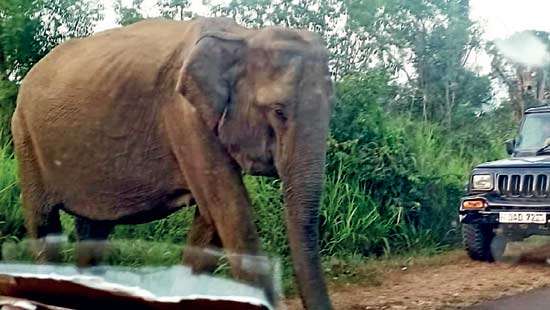 Haphazard watching of elephants makes  jeep safaris unsafe