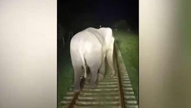 Train avoids elephant collision on Habarana–Palugaswewa line