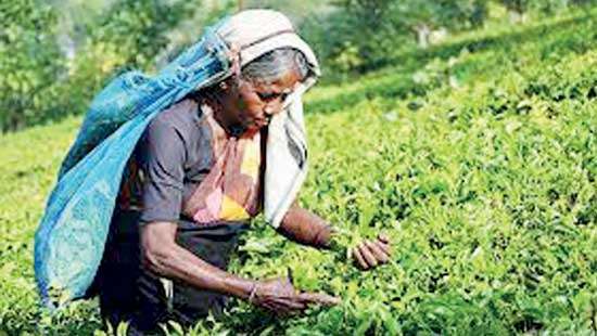 Sri Lanka’s January-April tea exports decline 18%