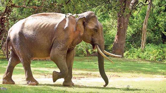 INTERNATIONAL ELEPHANT DAY: What of  Sri Lanka’s wild elephant?