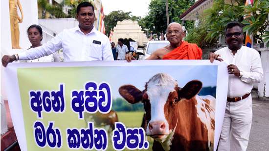 Against cattle slaughter…