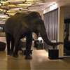 Elephant takes a peaceful stroll through Jetwing Yala hotel lobby