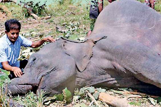 277 wild elephants killed up to now