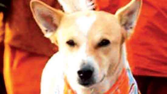 “Dog ‘Aloka’ may have been a monk in previous life” – Ven. Pagnakara Thera