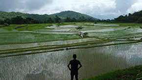 Food security threat looms as 61,682 acres - Breaking News - Vimarsana News