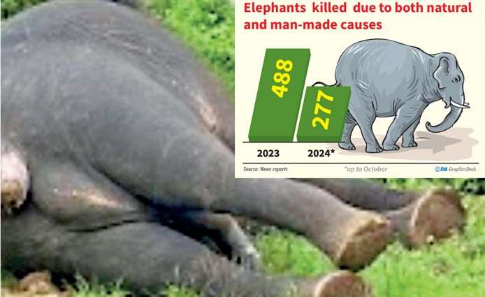 Two wild elephants electrocuted in Mannar and Hambegamuwa