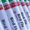 Australia vows to rein in any H5N1 birdflu after confirming first case