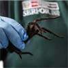 Smuggler arrested with 300 tarantulas strapped to his body