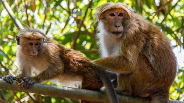 Animal census not scientific, data cannot be used for any conclusion on wildlife population: Environmentalist