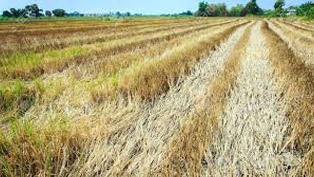 Paddy cultivation and power generation could be affected if dry weather continues: Met. Department