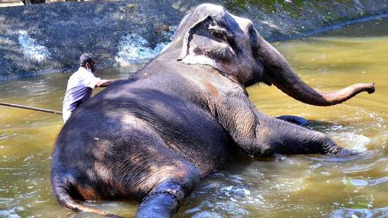 Perahera elephants receiving a bath