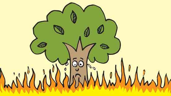 A reserve rich in biodiversity and history, is burning - EDITORIAL
