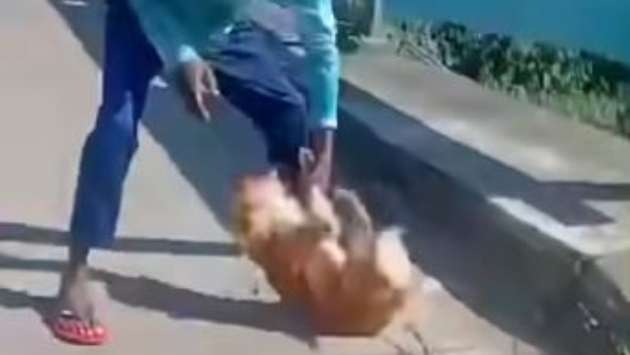 Youth accused of brutally attacking dog in Nanuoya
