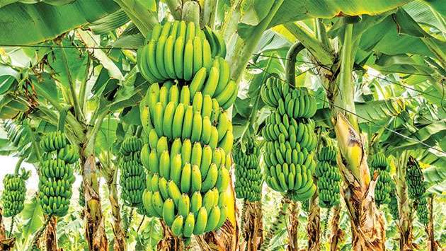 Fuel issue hits banana growers?