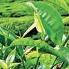 Tea auction offerings decline to 4.6 MnKgs this week