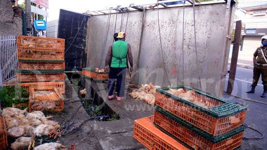 Poultry truck topples over…