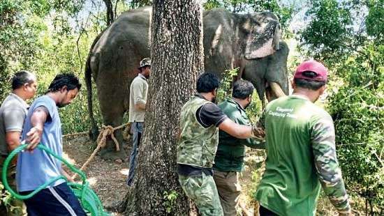 World Ranger Day is today: Commemorating guardians of Sri Lanka’s natural resources