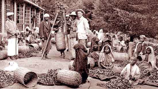 Sinhalese nationalism’s bid to limit Indian labour immigration  before independence