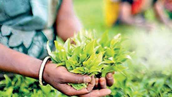 Colombo Tea Auction sees quantities improve but demand to pick up