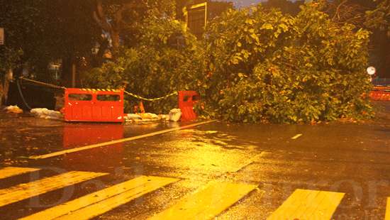 Tree uprooted near Colombo Uni