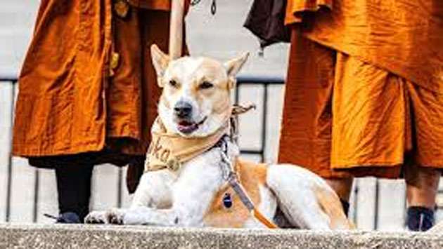 Aloka, the ’Peace Dog, ’ a receiver of constant veterinary supervision, unique pet food