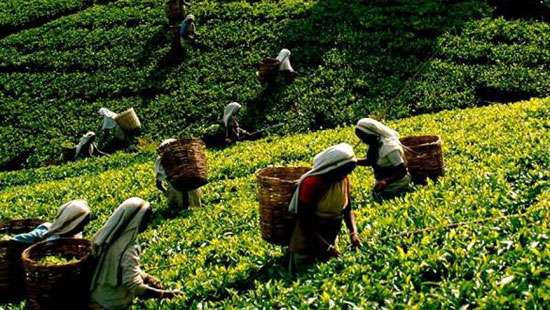 Special laws to protect plantation workers’ rights