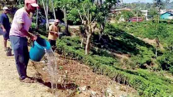 Drought affects tea cultivation