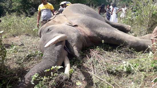 Tusker Bharana found dead mysteriously