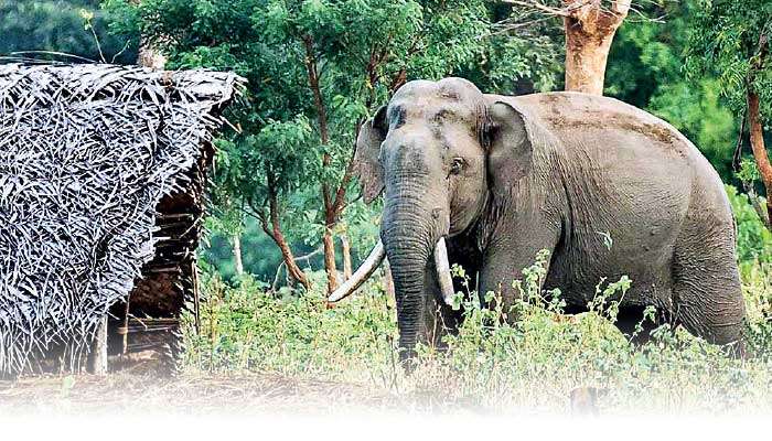 Chasing elephants creates more issues:  Expert warns