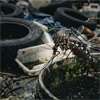 Local waste mismanagement fuels dengue rise: Dr. Sanjeewa