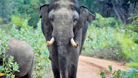 Famous Yala tusker  Sando dead?